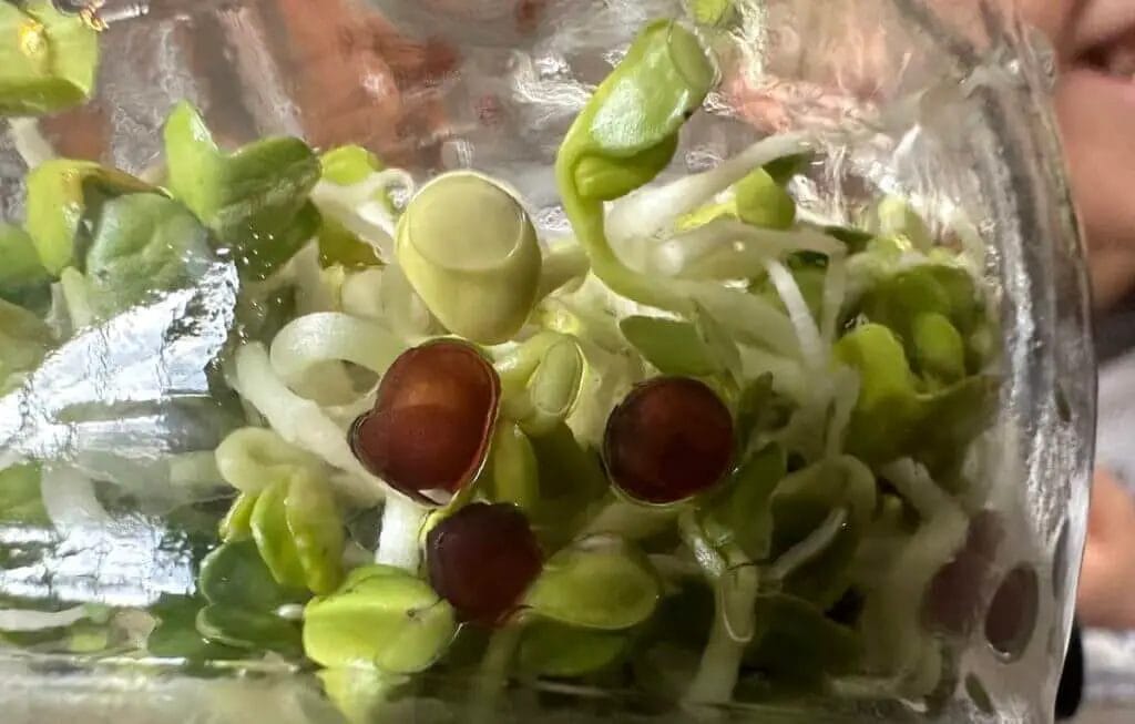 day 5 sprouting radish shoots are ready to eat in jar