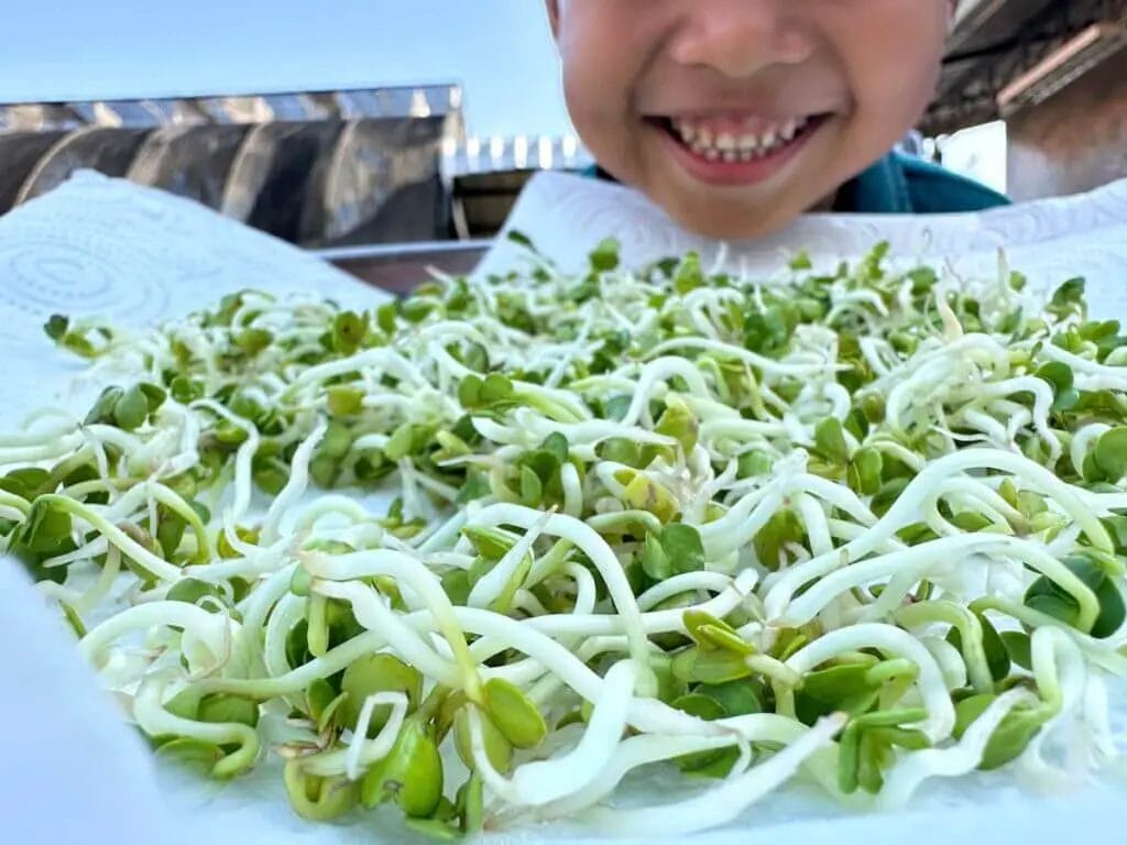 radish sprouting guide: learn how to grow radish sprouts like these beauties on the paper towels air drying