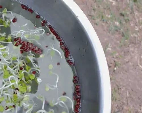 radish sprout seed hulls coming together at bowls edge