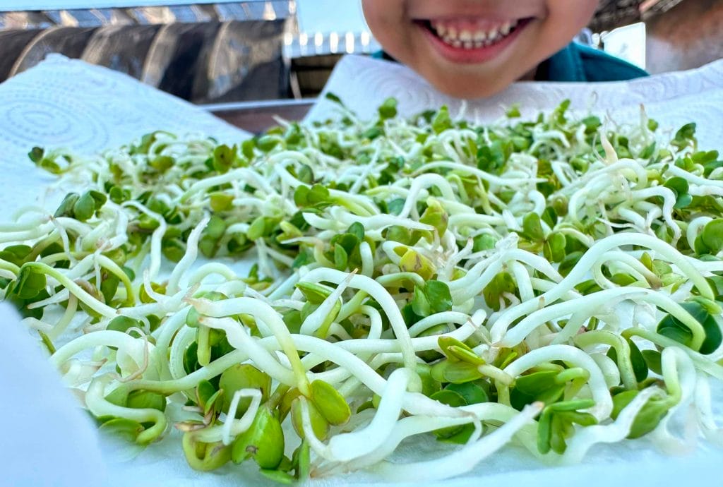 sprouting radish complete! learn how to grow radish sprouts like these beauties!