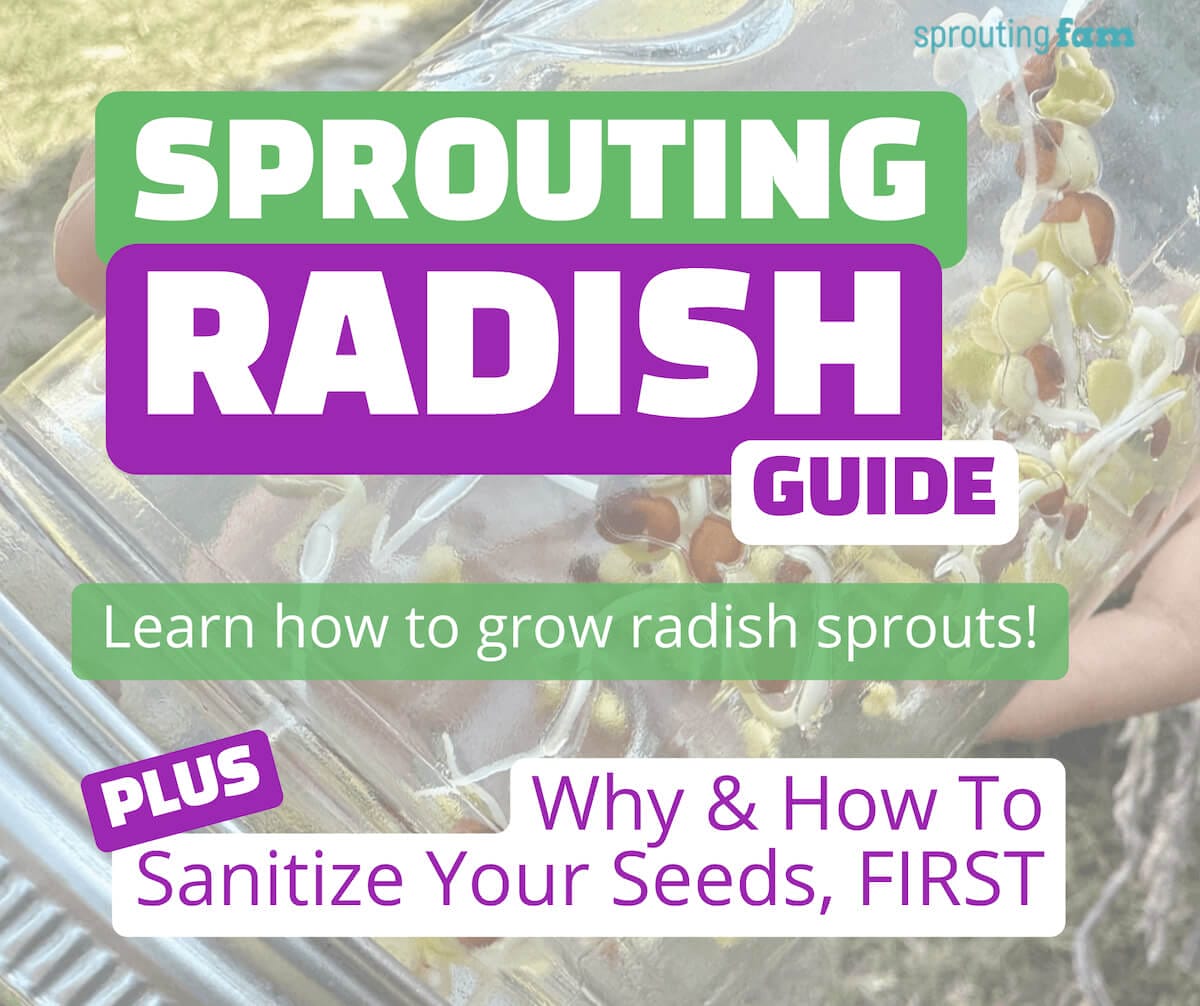 how to grow radish sprouts graphic for pinterest radish sprouting post