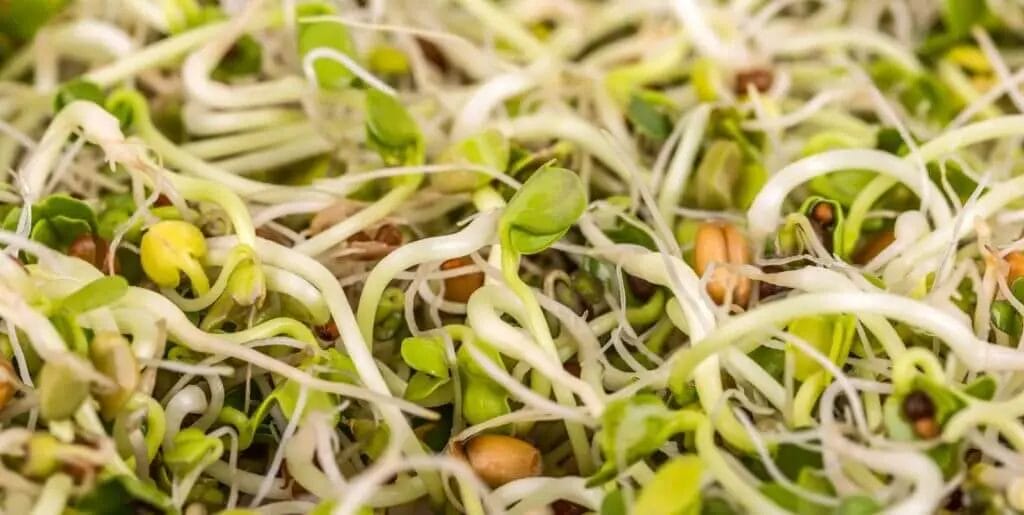 alfalfa sprouts close up