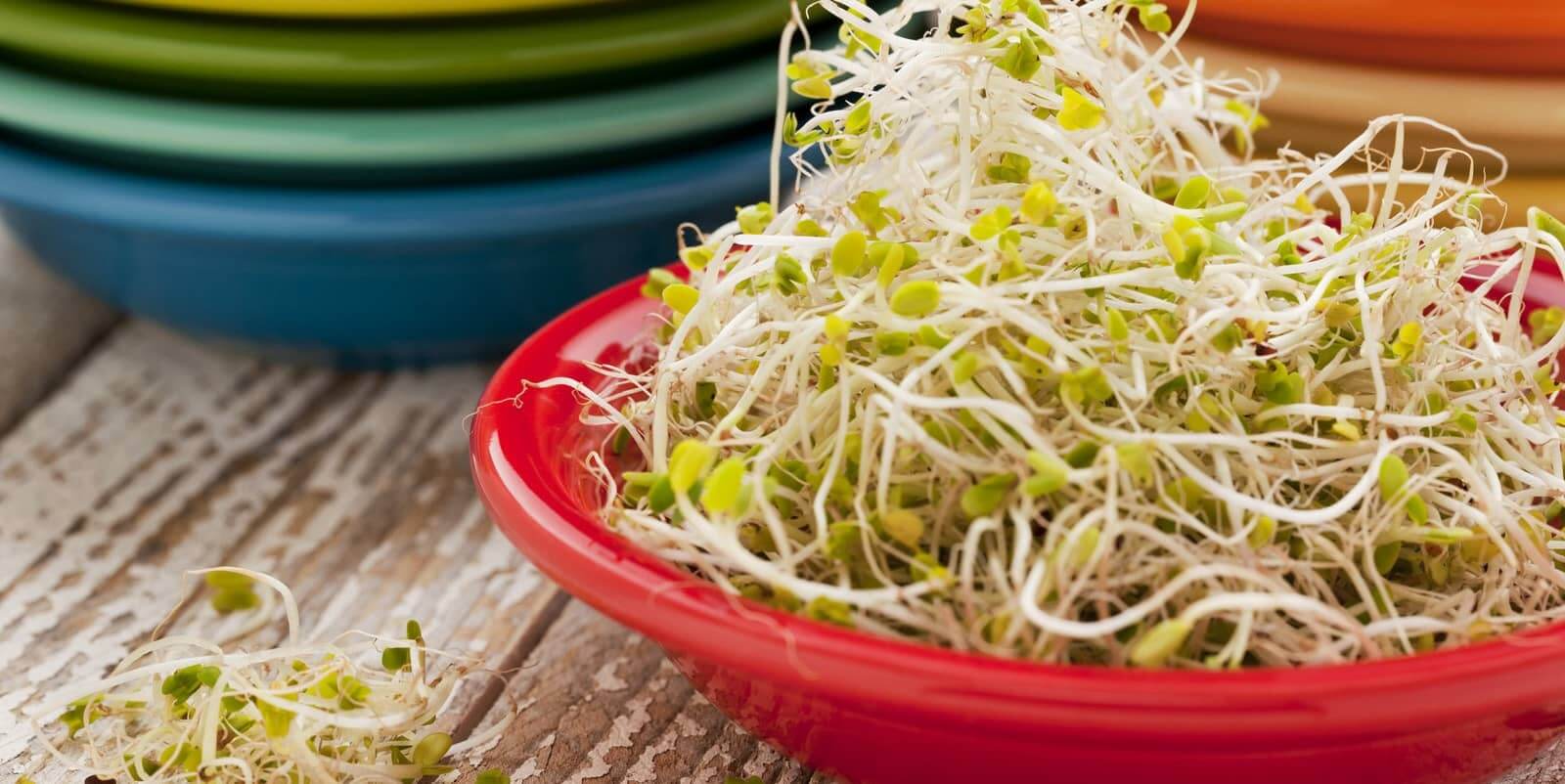 36 Types Of Sprouts To Jar Sprout At Home - Sprouting Fam