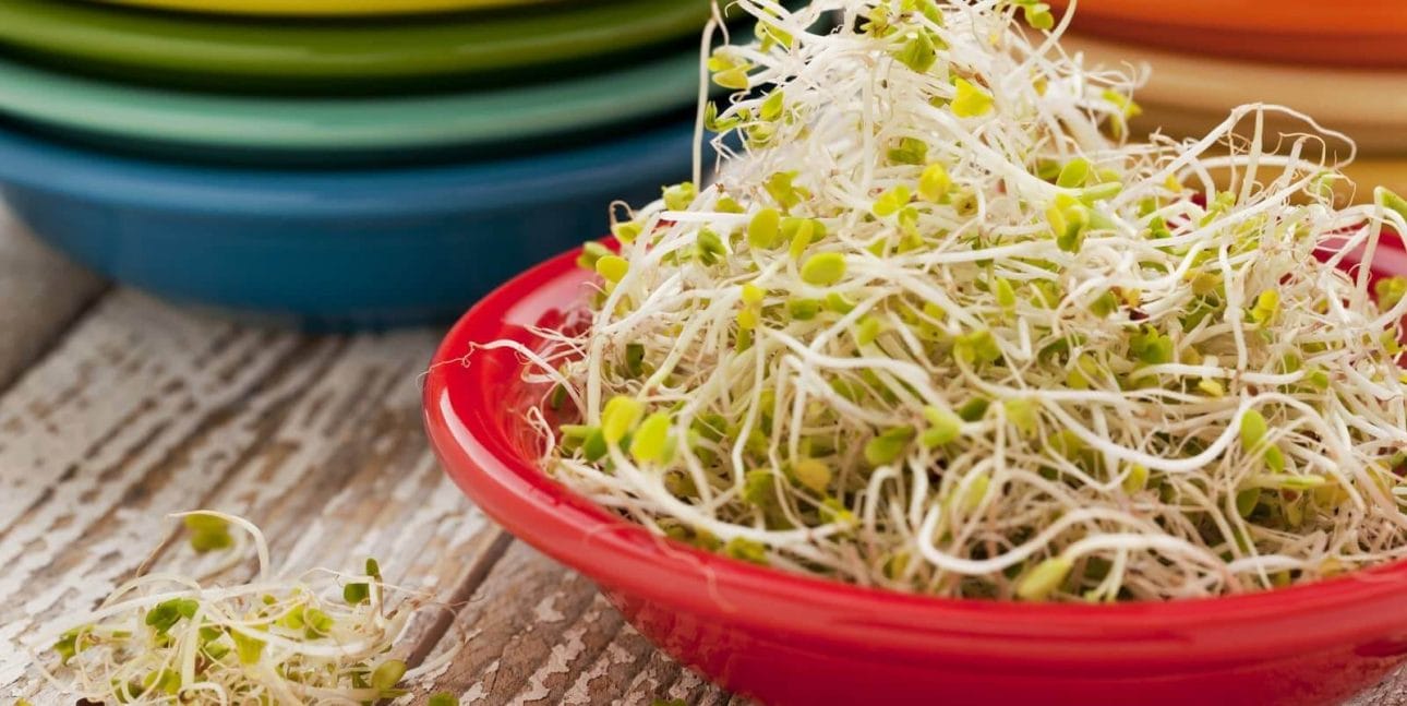 clover sprouts mixed with broccoli sprouts