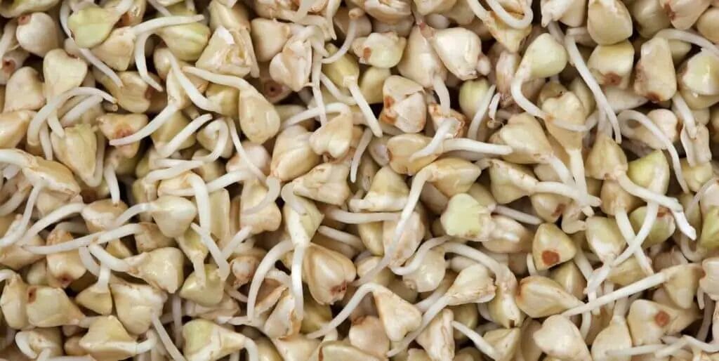 buckwheat sprouts in process