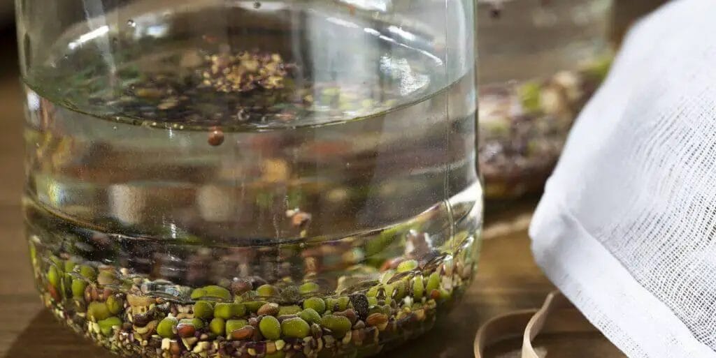 legume sprouts growing underway starting with soaking seeds in mason jar