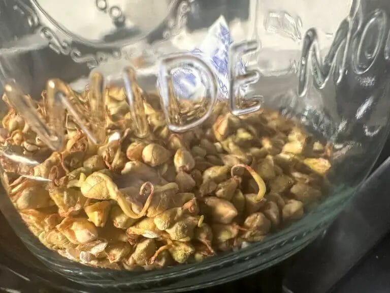 dehydrated sprouted buckwheat groats in mason jar