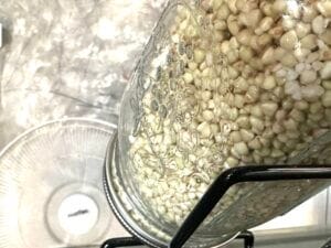 fan on sprouts to keep airflow