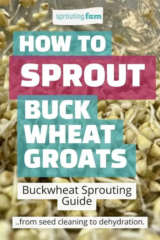 how to sprout buckwheat sprouts pin