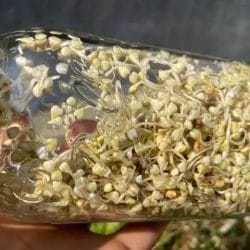 holding my finished jar sprouted buckwheat groats in a mason jar in the sun
