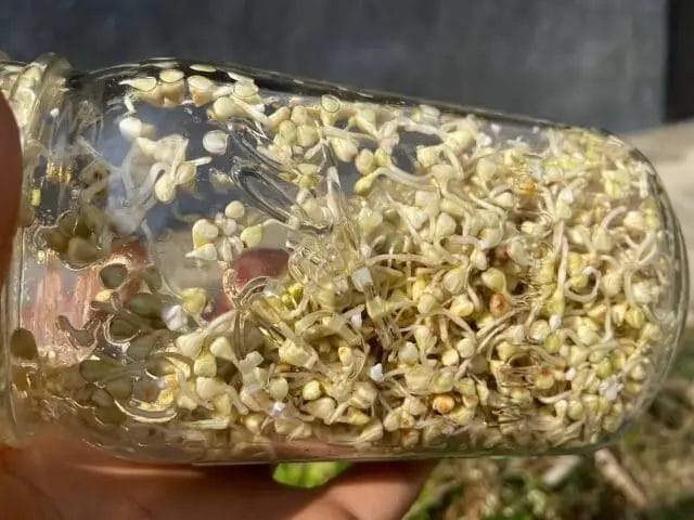 holding my finished jar sprouted buckwheat groats in a mason jar in the sun