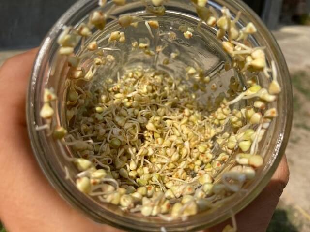 Buckwheat sprouts done